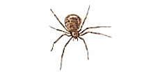 Araña domestica