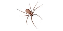 Araña solitaria cafe