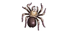 Tarantula