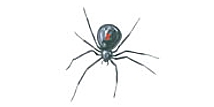 Araña viuda negra