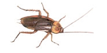 Cucaracha americana