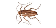 Cucaracha alemana