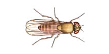 Mosca de la fruta