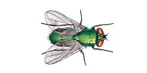 Mosca verde botella