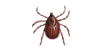 Garrapata del perro
